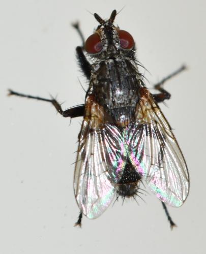 Tricogena rubricosa